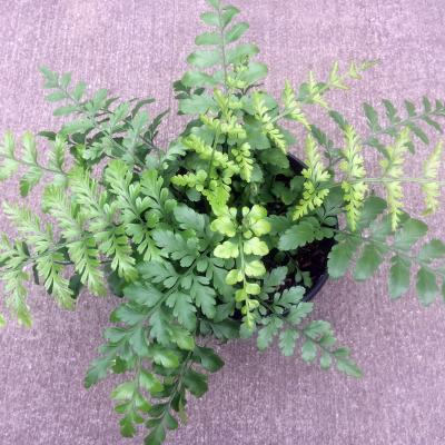 Asplenium dimorphum 4"