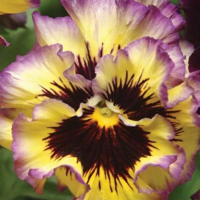 Pansy 'Frizzle Sizzle Lemonberry' 3.5" pot