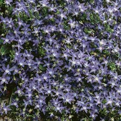 Campanula pos. 'Blue Waterfall' #1