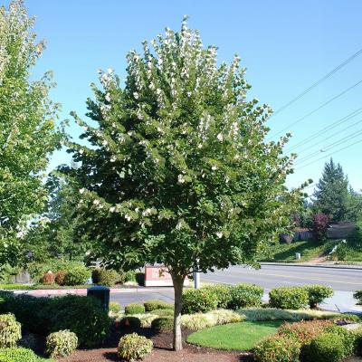 Tilia tomentosa 'Sterling' 3" B&B