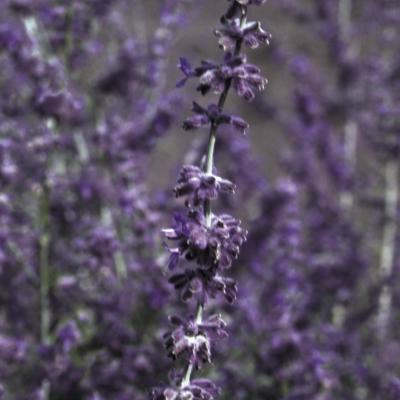 Perovskia a. 'Little Spire' #1