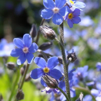 Myosotis alpestris 'Ultramarine' #1