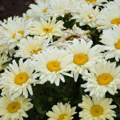 Leucanthemum x s. 'Seventh Heaven' #1