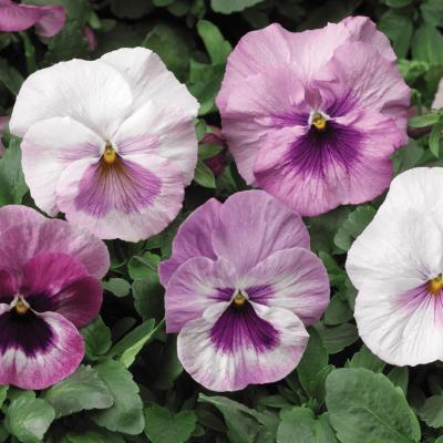 Pansy 'Delta Classic Pink Shades' 3.5" pot