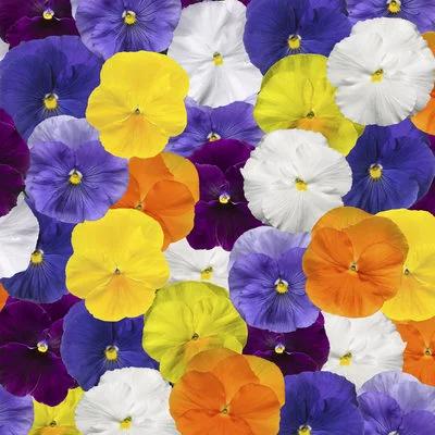 Pansy 'Delta Pro Clear Colors Mix' 3.5" pot
