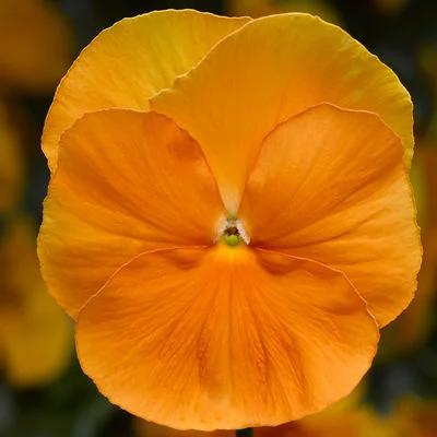 Pansy 'Delta Pro Clear Orange' 3.5" pot