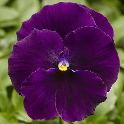 Pansy 'Delta Pro Clear Violet' 3.5" pot