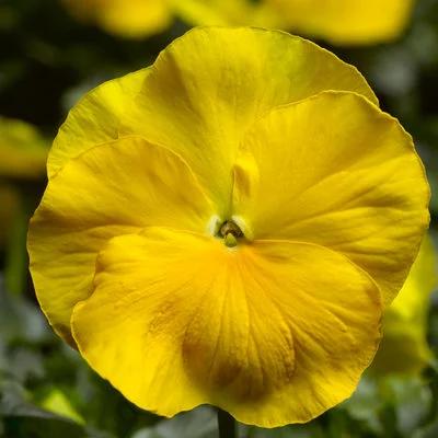 Pansy 'Delta Pro Clear Yellow' 3.5" pot