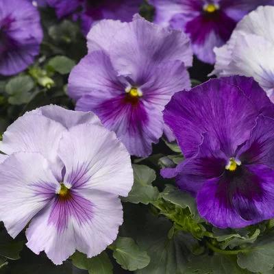 Pansy 'Delta Pro Lavender Blue Shades' 3.5" pot