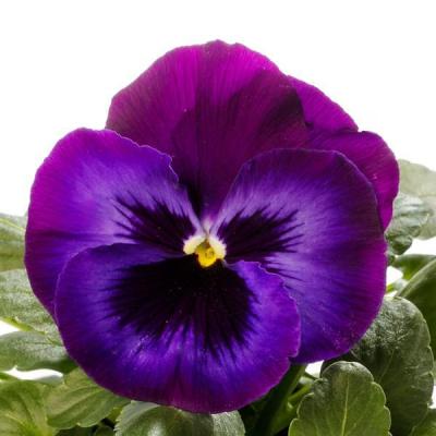 Pansy 'Delta Pro Neon Violet' 3.5" pot