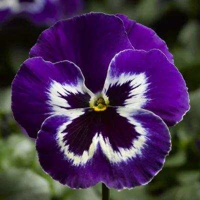 Pansy 'Delta Pro Violet & White' 3.5" pot