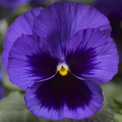 Pansy 'Delta Pro Deep Blue with Blue Blotch' 3.5" pot
