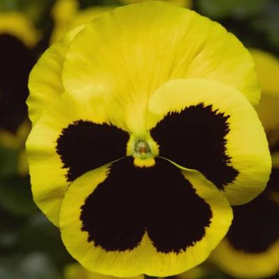 Pansy 'Delta Pro Yellow with Blotch' 3.5" pot