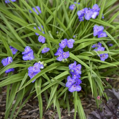 Tradescantia 'Amethyst Kiss' #1
