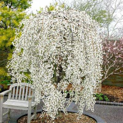 Prunus x s. 'Snow Fountain' #15