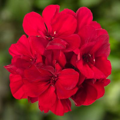 Geranium 'Calliope Medium Dark Red Dark Leaf' 4.5" pot