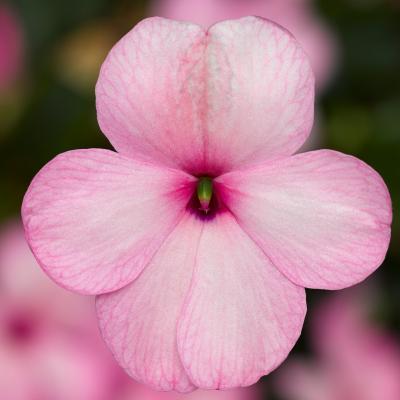 Impatiens 'Imara XDR Pink' 10" HB