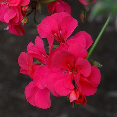Geranium 'Precision Dark Salmon' 4.5" pot