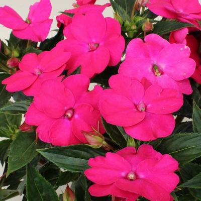 Impatiens 'SunPatiens Vigorous Rose Pink' 4.5" pot
