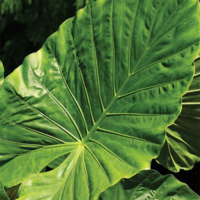 Alocasia 'Calidora' 12"