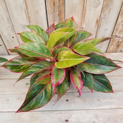 Aglaonema 'Siam Red' 6"