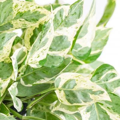 Epipremnum aureum 'Pearls & Jade' 3.5"