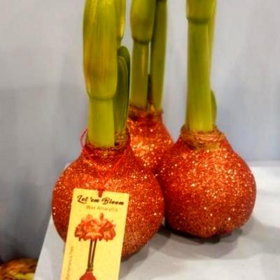 Amaryllis - Waxed with Glitter 'Glitter White' 32/34 cm
