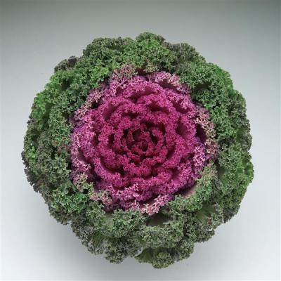 Kale 'Kamome Red' 4.5" pot