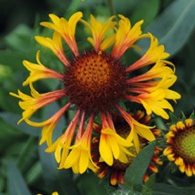 Gaillardia a. 'Fire Wheels' #1