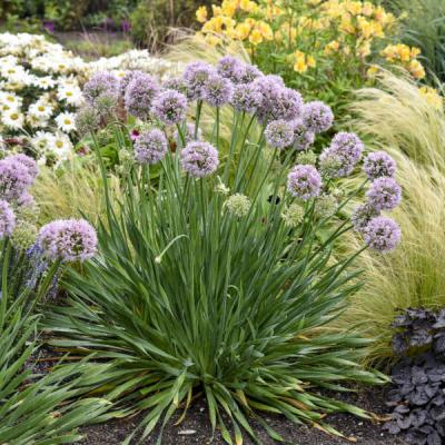 Allium x 'Bubble Bath' #1 PW