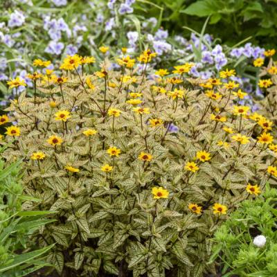 Heliopsis h. 'Touch of Blush' #1 PW