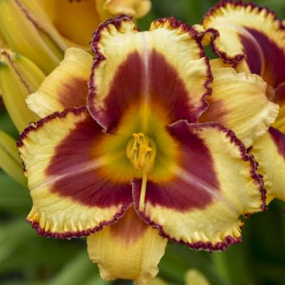 Hemerocallis 'Blazing Glory' #1