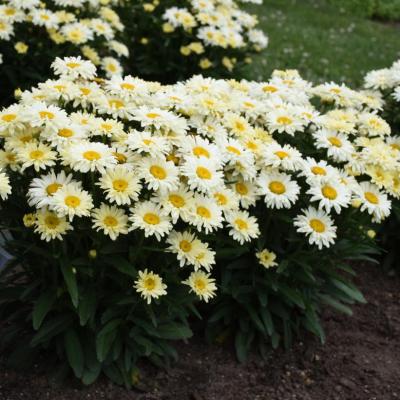 Leucanthemum x s. 'Banana Cream II' #1