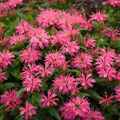 Monarda d. 'Leading Lady Pink' #1 PW