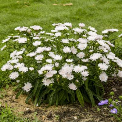 Stokesia l. 'Whitecaps' #1 PW