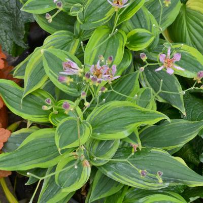Tricyrtis f. 'Autumn Glow' #1