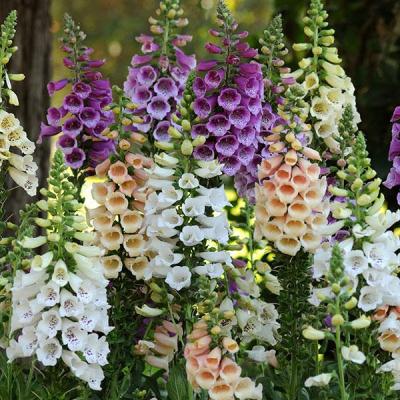 Digitalis p. 'Dalmatian Mix' #1
