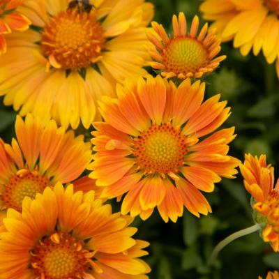 Gaillardia a. 'Spintop Mango' #1