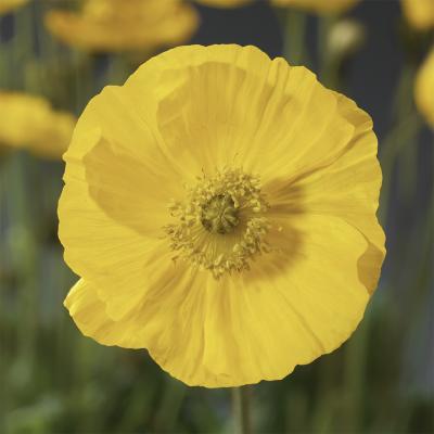 Papaver n. 'Spring Fever Yellow' #1