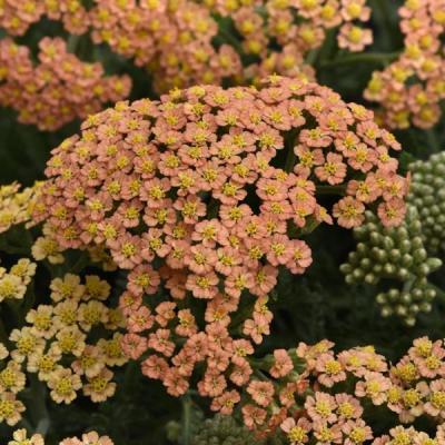 Achillea m. 'New Vintage Terracotta' #1