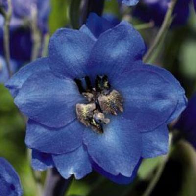 Delphinium e. 'Blue Jay' #1