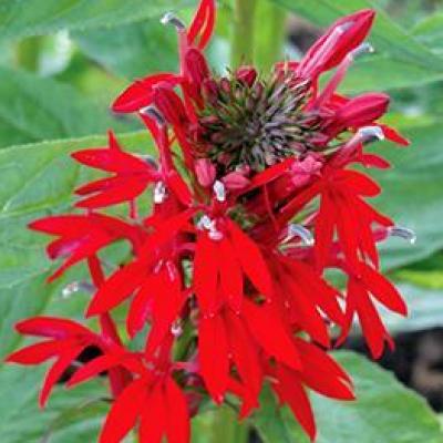 Lobelia c. 'Green Native' #1