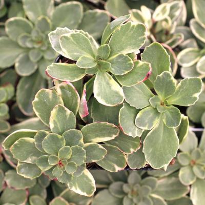 Sedum k. 'Variegatum' #1