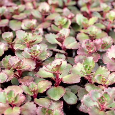Sedum spur. 'Dragon's Blood Tricolor' #1