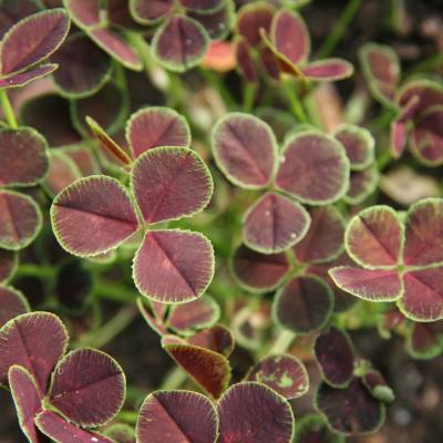 Trifolium r. 'Purpurascens Quadrifolium' #1