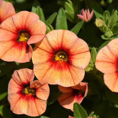 Calibrachoa 'Unique Mango Fizz' 9" pot