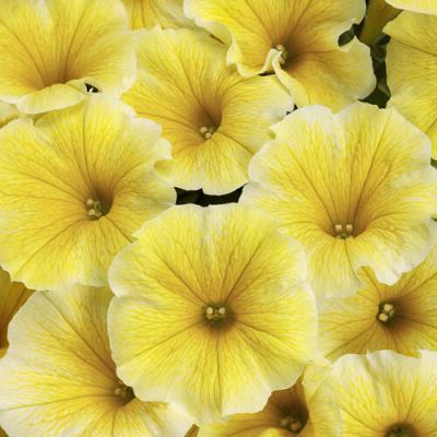 Petunia 'Supertunia Saffron Finch' 4.5" pot