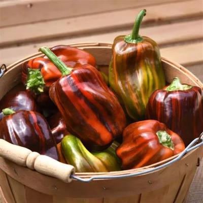 Pepper 'Candy Cane Chocolate Cherry' 4.5" pot