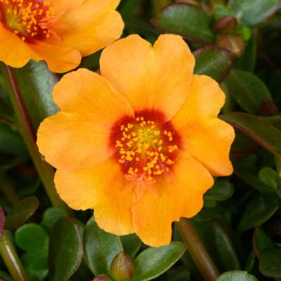 Portulaca 'Pazzaz Nano Mango' 4.5" pot
