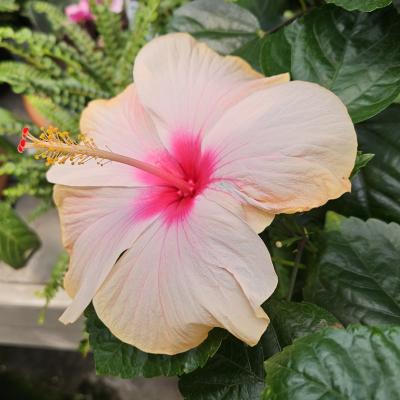 Hibiscus 'Panama City' 10" Braided Std